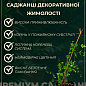 Жимолость Тельмана 2х-летняя, высота 50-90см, С2 купить