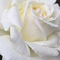 Роза чайно-гибридная "Поло" (саженец класса АА+) высший сорт