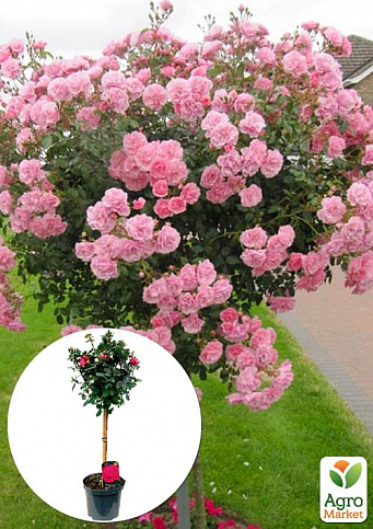 LMTD Роза на штамбе цветущая 3-х летняя "Royal Rosea" (укорененный саженец в горшке, высота 50-80см)