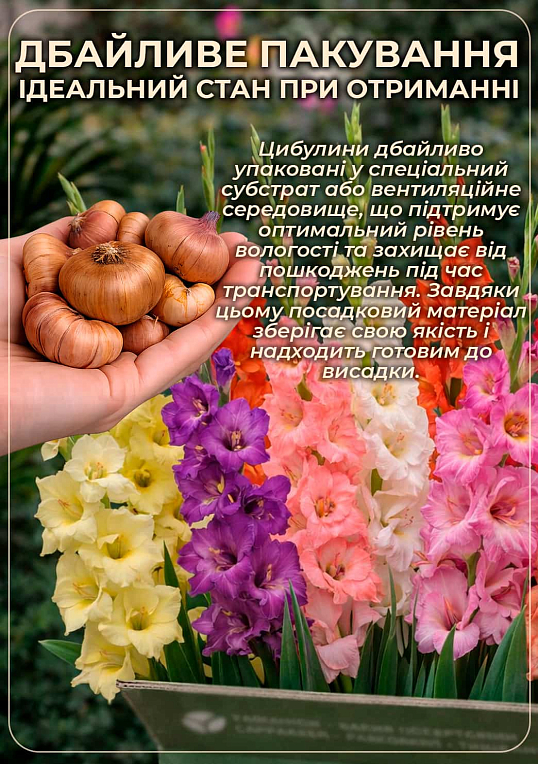 Гладиолус "Zamora"  - фото 4