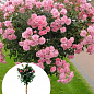 LMTD Троянда на штамбі квітуча 3-х річна "Royal Rosea" (укорінений саджанець у горщику, висота 50-80см)