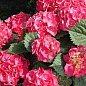 Гортензия крупнолистная  розово-красная "Люцифер" (Leuchtfeuer) цена
