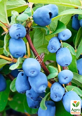 Жимолость 3х-летняя канадская "Boreal Beast" (поздняя, высокоурожайная) С2