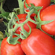 Томат детерминантный "8504 F1" ТМ "Lark Seeds" 500шт