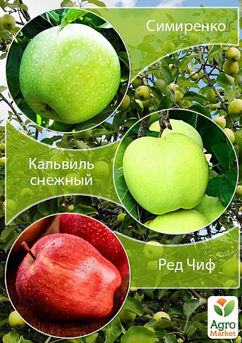 Дерево-сад Яблуня "Симиренко + Кальвіль сніговий + Ред Чіф"