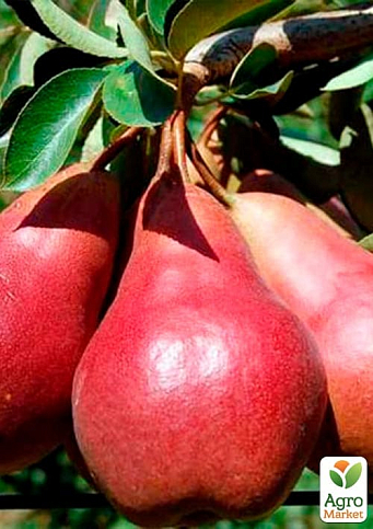 Груша колоновидна "Кармен" (осінній сорт, середній термін дозрівання) - фото 2