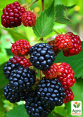 Ежевика позднеспелая "Апаче" (Apache) - фото 4