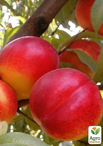 Нектарин "Крымчанин" (лысый персик, летний сорт, поздний срок созревания) - фото 4