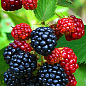 Ежевика позднеспелая "Апаче" (Apache)
