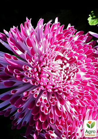 Хризантема  "Santosh Pink" (низкорослая крупноцветковая)