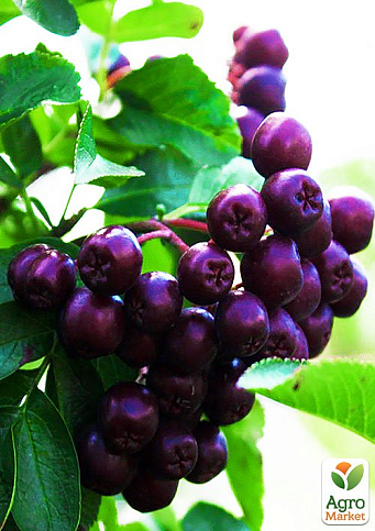 Горобина "Лікерна"