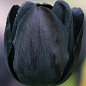Тюльпан "Black Bean" 
