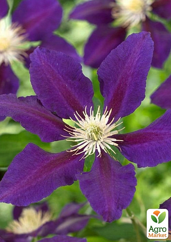 LMTD Клематіс 3-х річний "The Vagabond" (висота 60-80 см) - фото 7