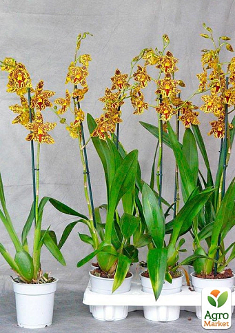 Орхидея Камбрия "Honey Bee" - фото 3