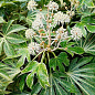 LMTD Фатсія японська "Fatsia Variegata" (висота 30-40см)