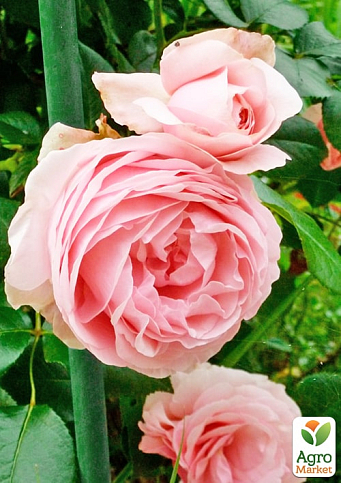 Роза плетистая "Джардина" (саженец класса АА+) высший сорт - фото 2