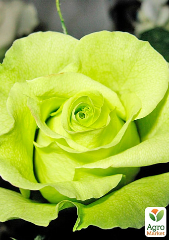 Роза чайно-гибридная "Жаде" (саженец класса АА+) высший сорт - фото 2