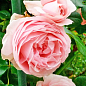 Троянда плетиста "Джардіна" (саджанець класу АА+) вищий сорт  купить