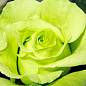 Роза чайно-гибридная "Жаде" (саженец класса АА+) высший сорт купить