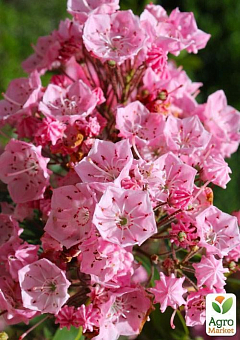 Кальмия latifolia "Ola"13