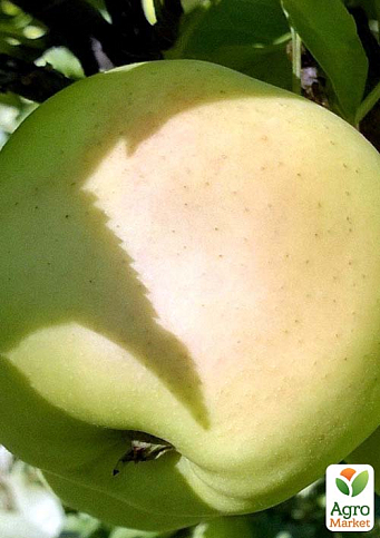 Яблоня "Коштель" (зимний сорт, поздний срок созревания)