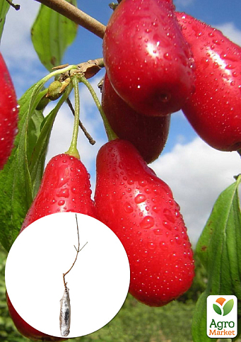 Кизил щеплений "Elegant" саджанець 2 роки (ранній термін дозрівання, високостійкий до морозів)