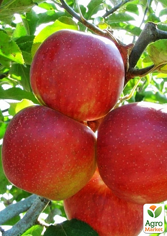 Яблуня напівкарликова "Джонаголд" (зимовий сорт, середньопізній термін дозрівання)
