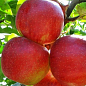 Яблоня полукарликовая "Джонаголд" (зимний сорт, среднепоздний срок созревания)