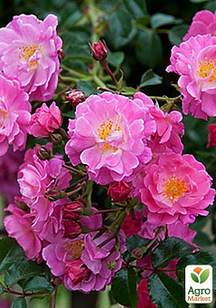 Роза почвопокровная "Меджик Мейландекор" (саженец класса АА+) высший сорт2