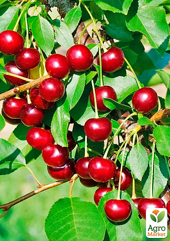 Вишня "Іграшка" (літній сорт, ранній термін дозрівання)