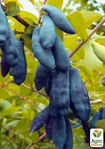 Эксклюзив! Жимолость сочного синего цвета "Топ" (Top) (премиальный, высокоурожайный, зимостойкий сорт) - фото 6