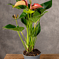 Антуріум (Anthurium) "Romantico" (висота 40-50см)
