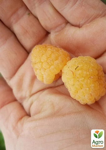 Малина "Зюгана Голд" вкорінена в контейнері (ремонтантний сорт) - фото 7