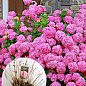 LMTD Гортензія macrophylla "Rosita" 5-річна (висота 45-75см)