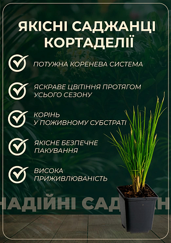 Кортадерия Серебристая "White" (пампасная трава) - фото 2