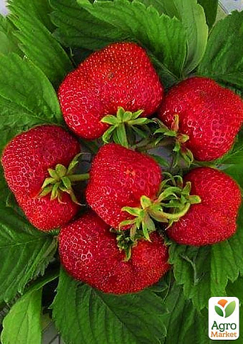 Клубника "Хуми Гранде" (Humi Grande) (средний срок созревания) - фото 7