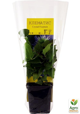 Клематис "Crystal Fountain" - фото 5