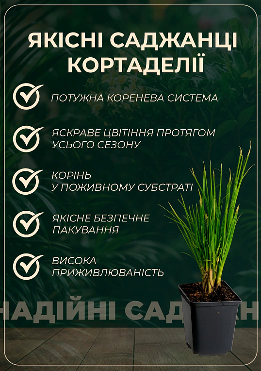 Кортадерия Серебристая "White" (пампасная трава) - фото 2