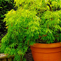 Клен японский плакучий пальмолистный "Emerald Lace"(Acer palmatum Emerald Lace)