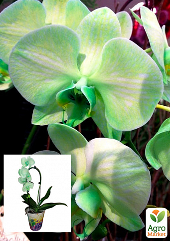 Орхідея (Phalaenopsis) «Cascade Green»