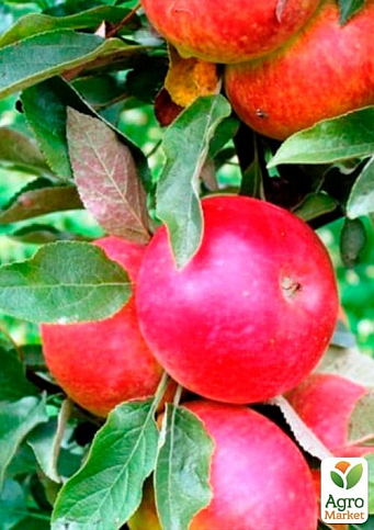 Яблуня колоноподібна "Сенатор" (сорт стійкий до хвороб, середній термін дозрівання) - фото 2