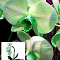Орхидея (Phalaenopsis) "Cascade Green"