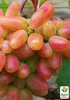 Виноград "Ух-ти" Шамаханська цариця (ранній сорт, велика солодка, ароматна ягода)2