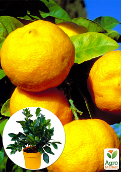LMTD Лайм жовтий на штамбі з плодом 3-х річний "Limetta Pursha" (25-45см)1