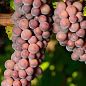 Виноград "Совиньон Гри" (винный сорт, средний срок созревания)