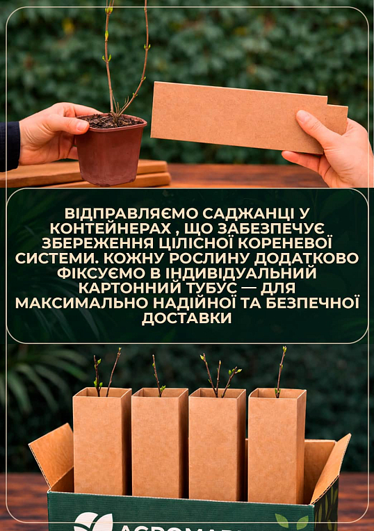 Вейгела "Nana variegata" (Ряболисті) - фото 3