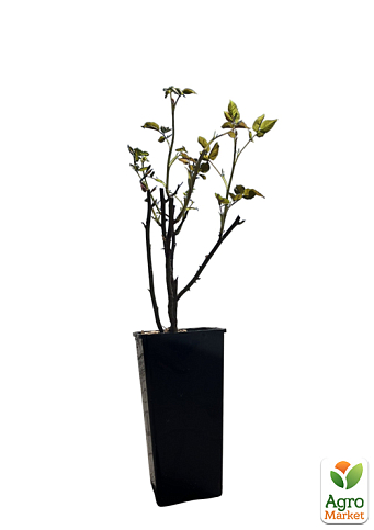 Роза шраб "Мияби" в контейнере, высший сорт - фото 5