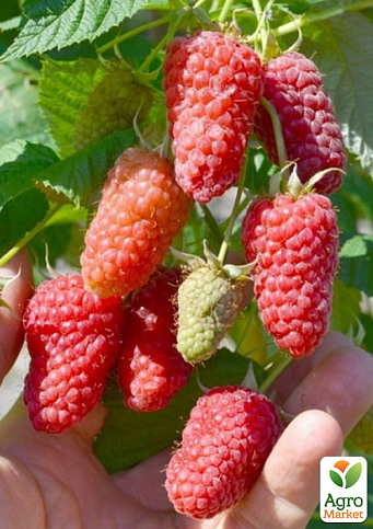 Малина "Велетен" (ранній термін дозрівання, високоврожайний і безшипий сорт) 1-річний саджанець