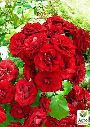 Роза полиантовая "Лили Марлен" (саженец класса АА+) высший сорт