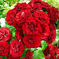 Роза полиантовая "Лили Марлен" (саженец класса АА+) высший сорт